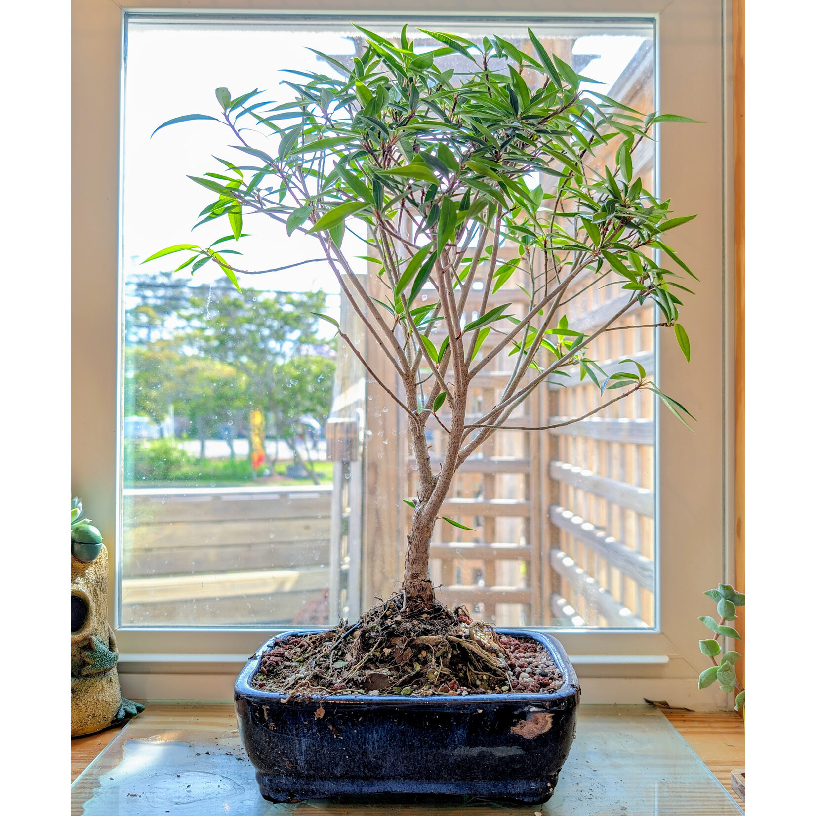 Sunshine Tropical Gardens Ficus Nerifolia Bonsai, 8" Pot