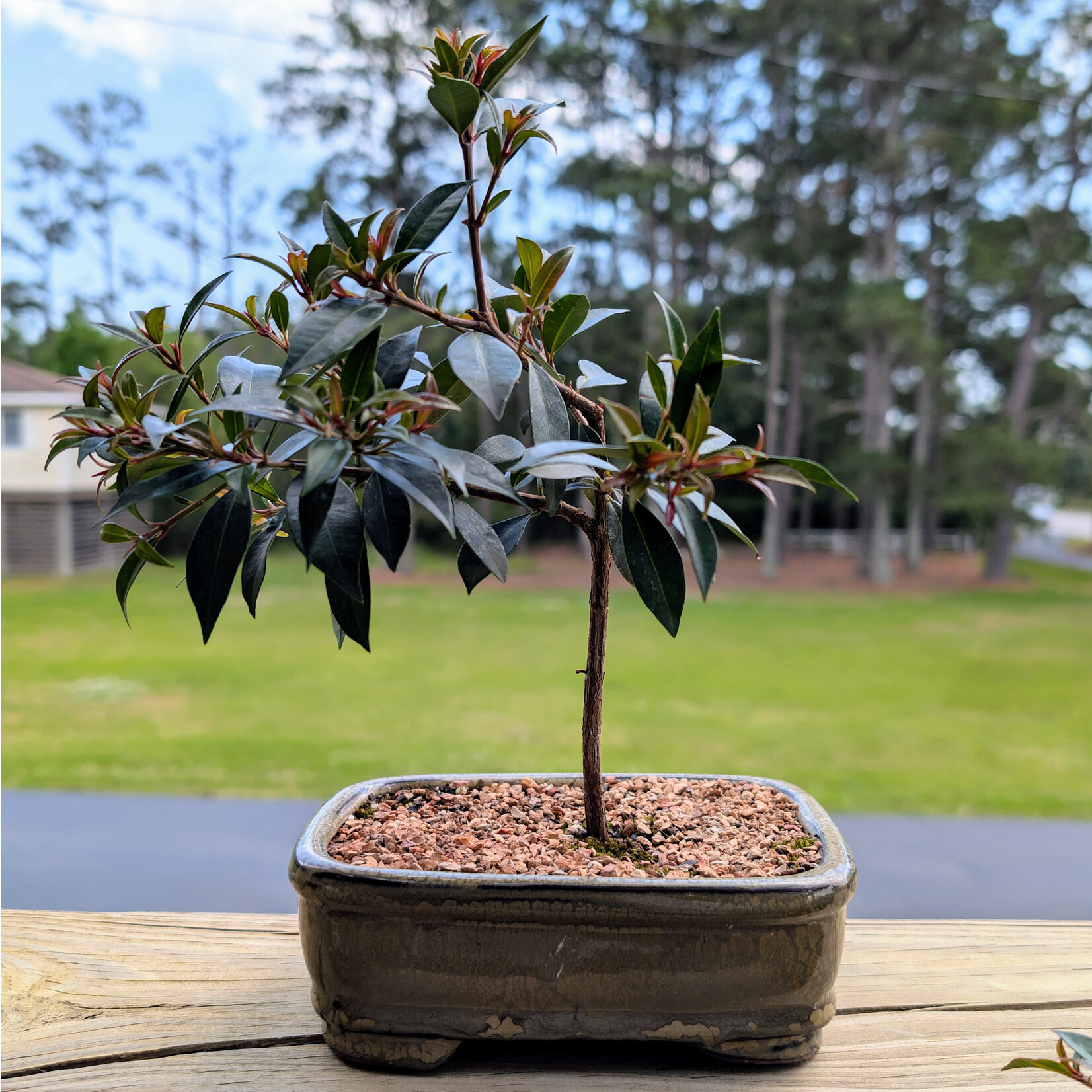 Lotus International Inc. Brush Cherry Bonsai, 6" Pot