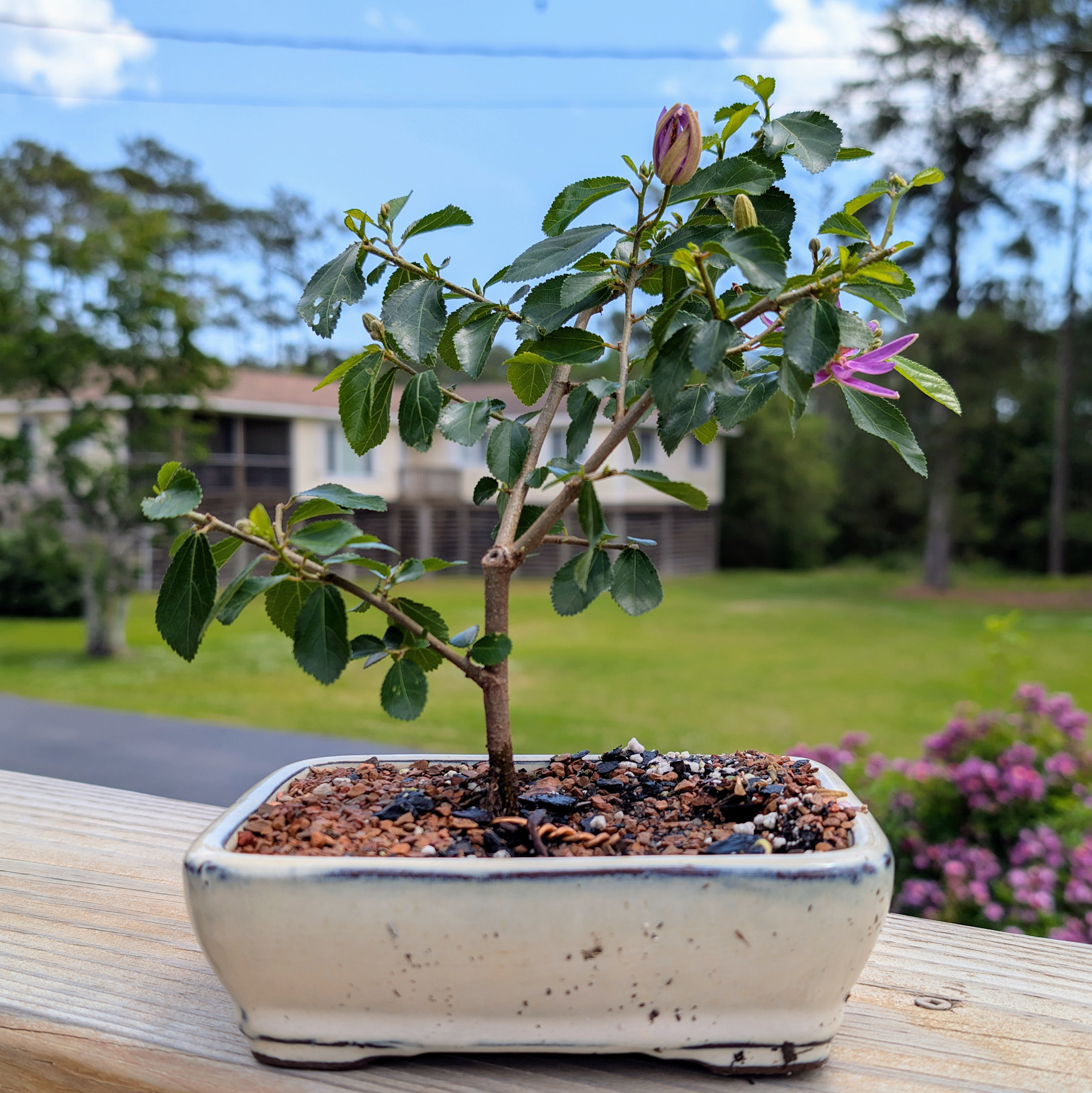 Lavender Star Bonsai, 6" Pot