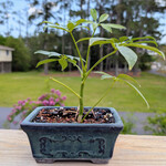 Modern Heirloom® Young Schefflera Bonsai, 6" Pot