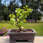 Modern Heirloom® Young Jade Bonsai, 6" Fine Unglazed Pot
