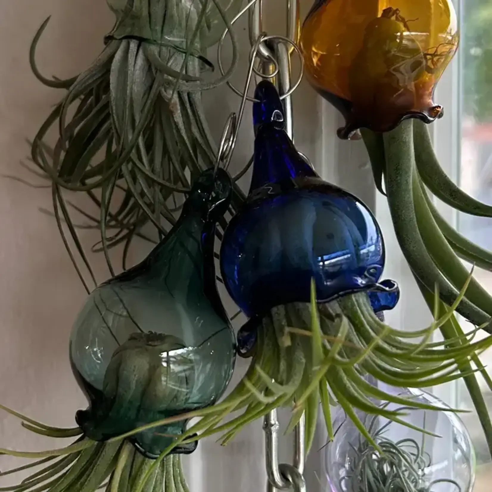 Terrapin Glass Gardens Glass Jellyfish Airplant Vessel - Assorted Colors
