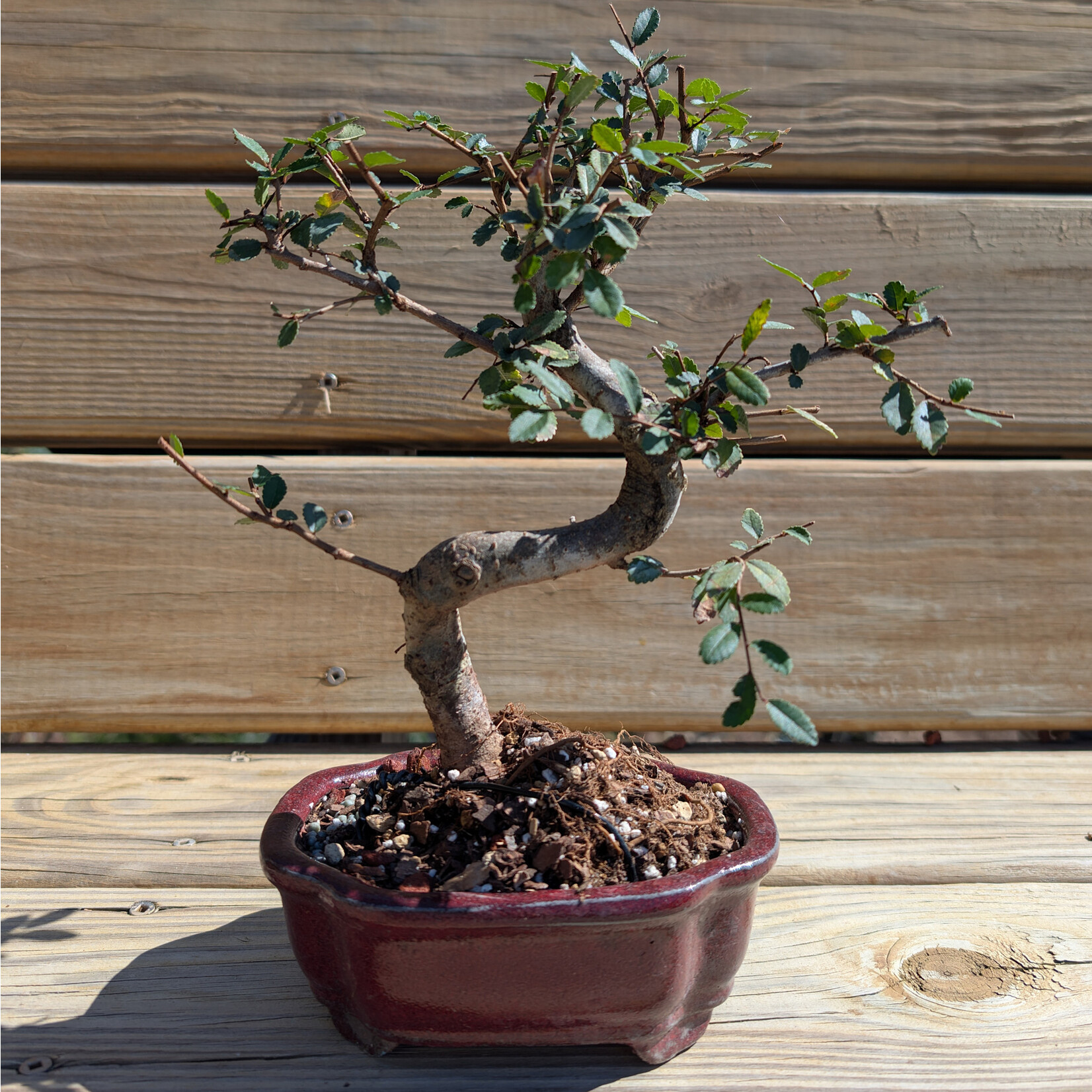 Sunshine Tropical Gardens Chinese Elm Bonsai, 6" Pot