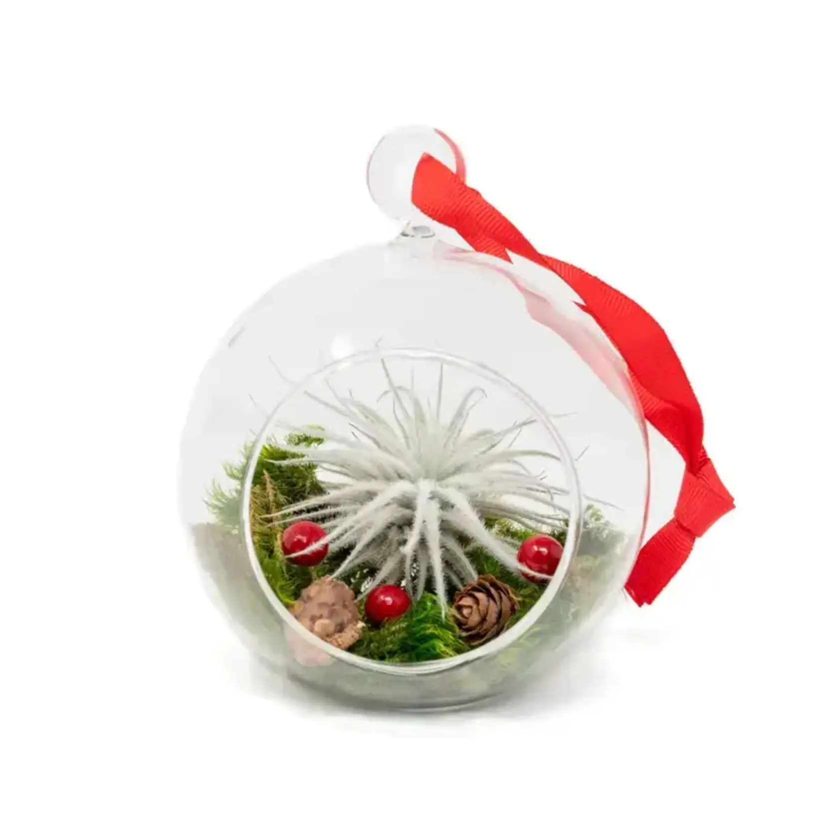 Succulents and Such Festive Forest Ornaments with Red Abdita and White Tectorum