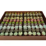 Succulents and Such Assorted Baby Succulents