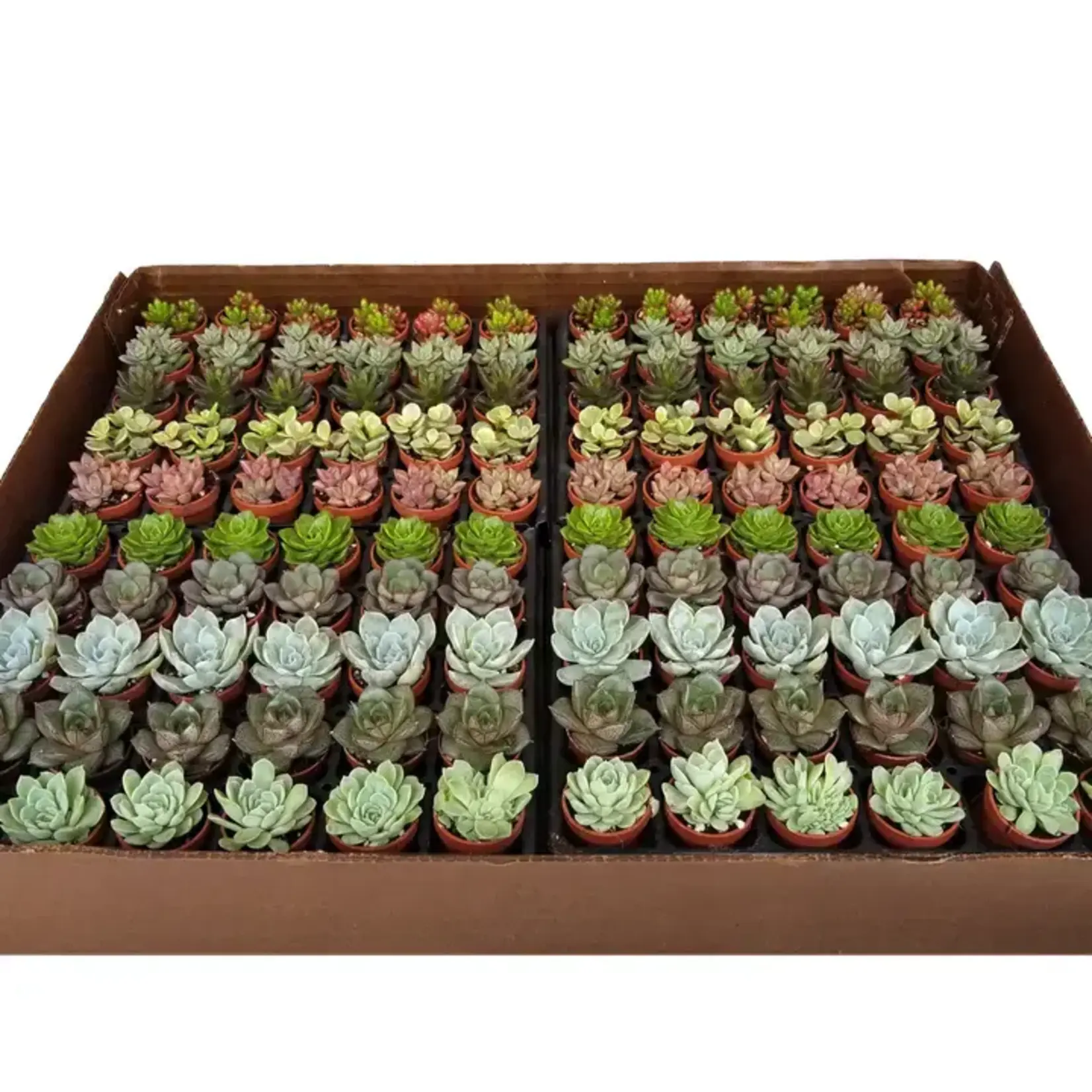 Succulents and Such Assorted Baby Succulents