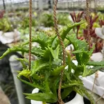 Succulents and Such Tigerstooth Succulent in Hanging Container