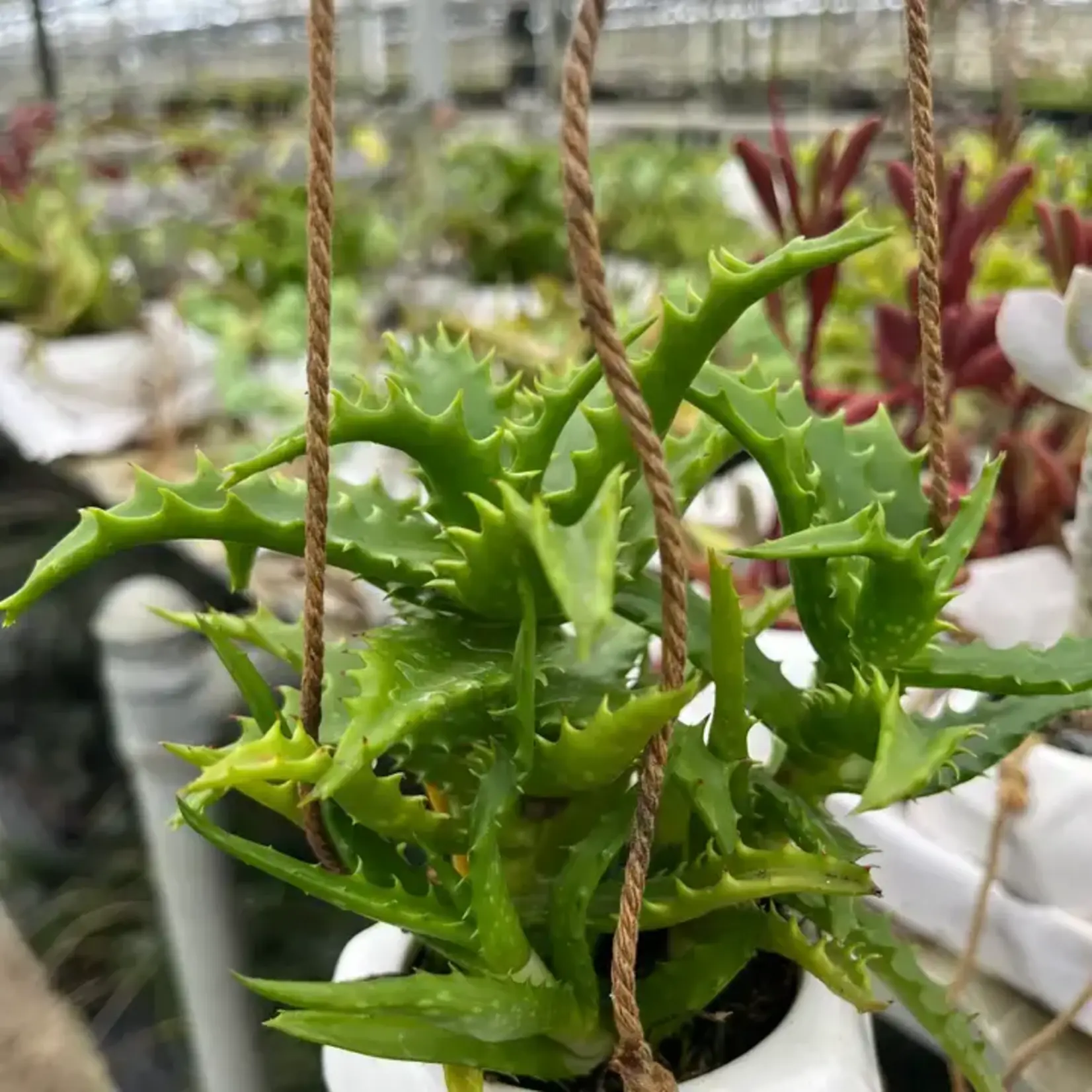 Succulents and Such Tigerstooth Succulent in Hanging Container