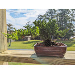 Lotus International Inc. Japanese Juniper Bonsai, 6" Pot
