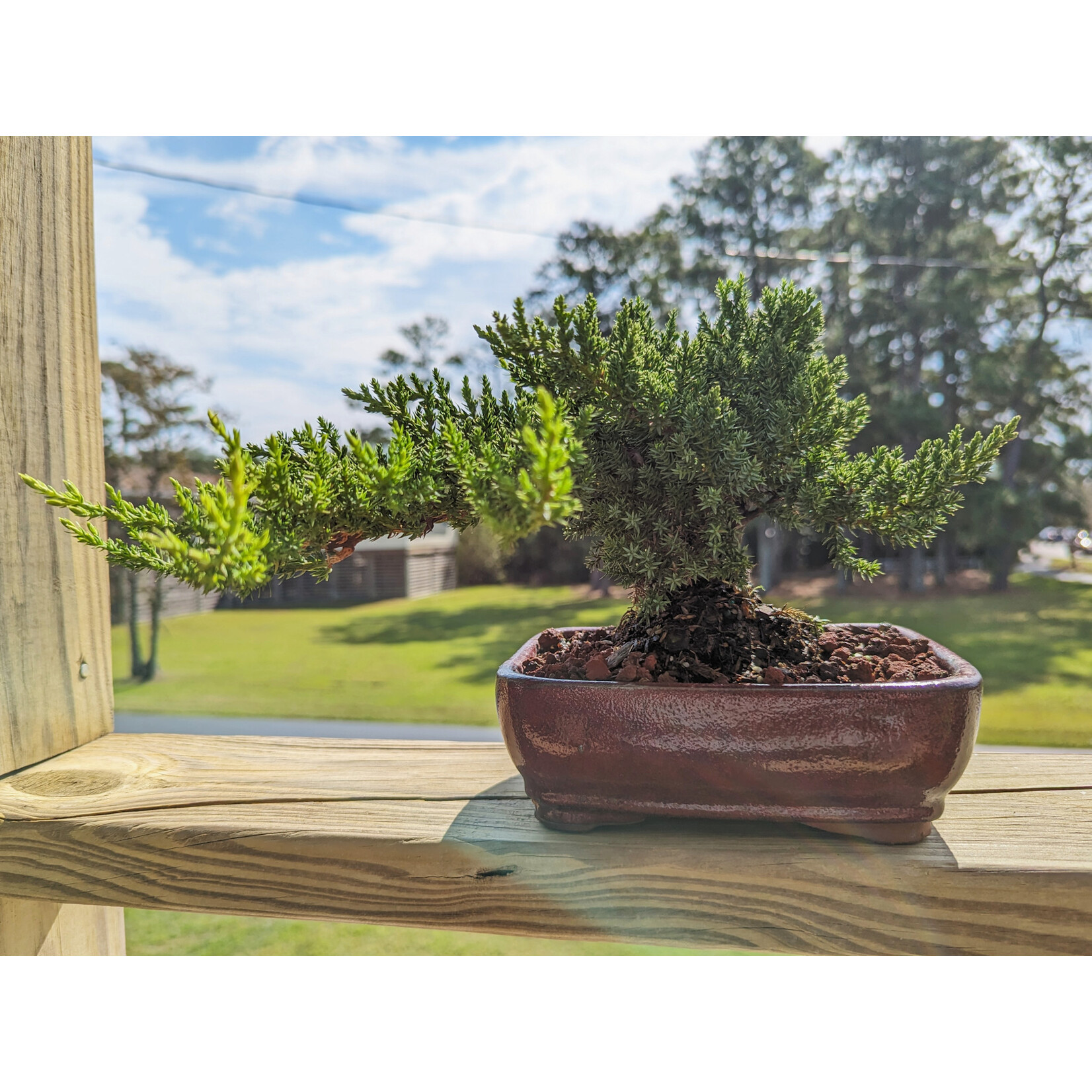 Lotus International Inc. Japanese Juniper Bonsai, Glazed Pot - $62