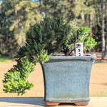 Modern Heirloom® Japanese Juniper Bonsai, Cascade Pot