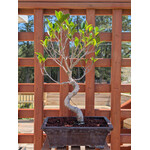 Ficus, 10" Pot