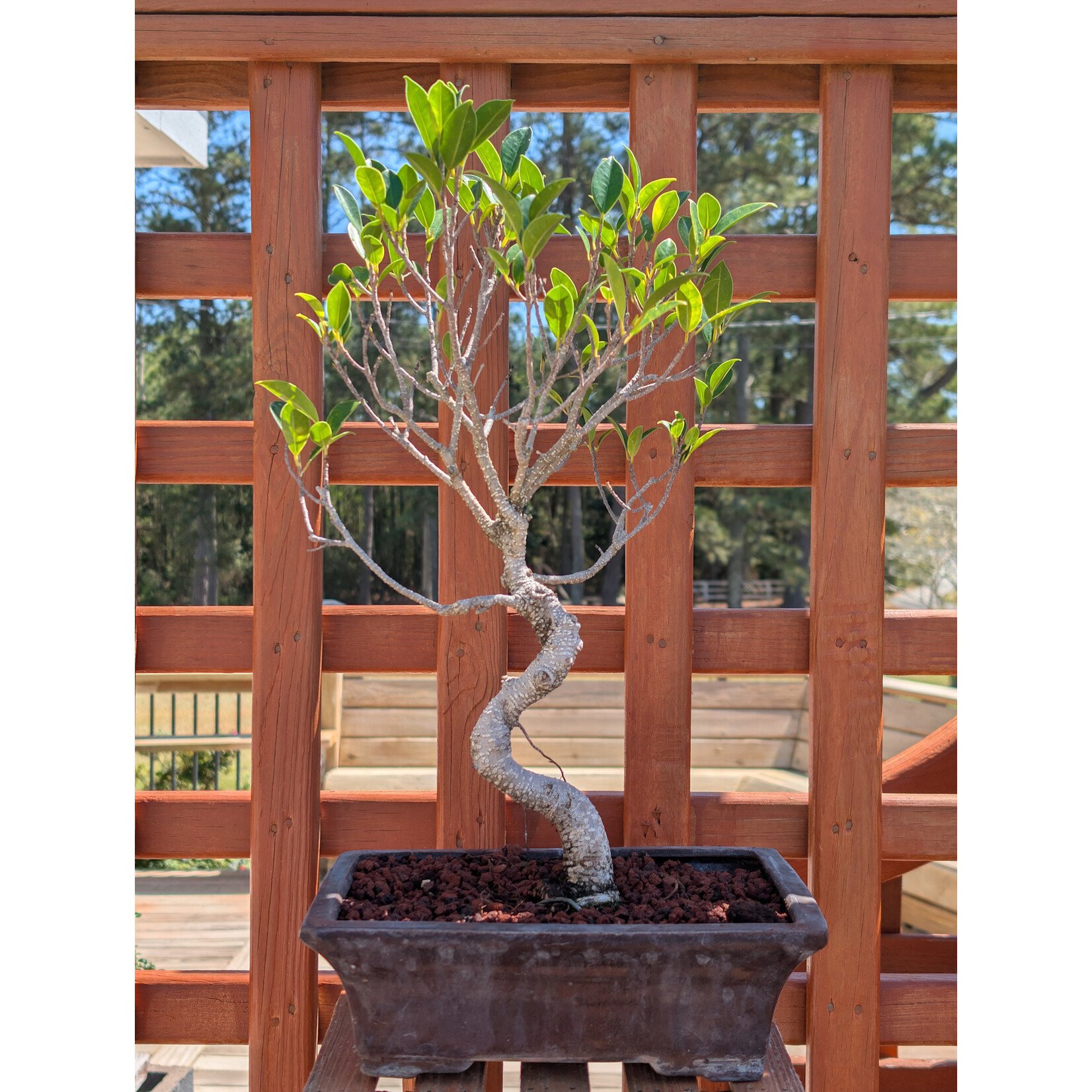 Ficus, 10" Pot
