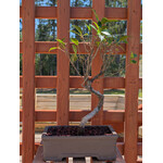 Ficus, 8" Fine Unglazed Pot