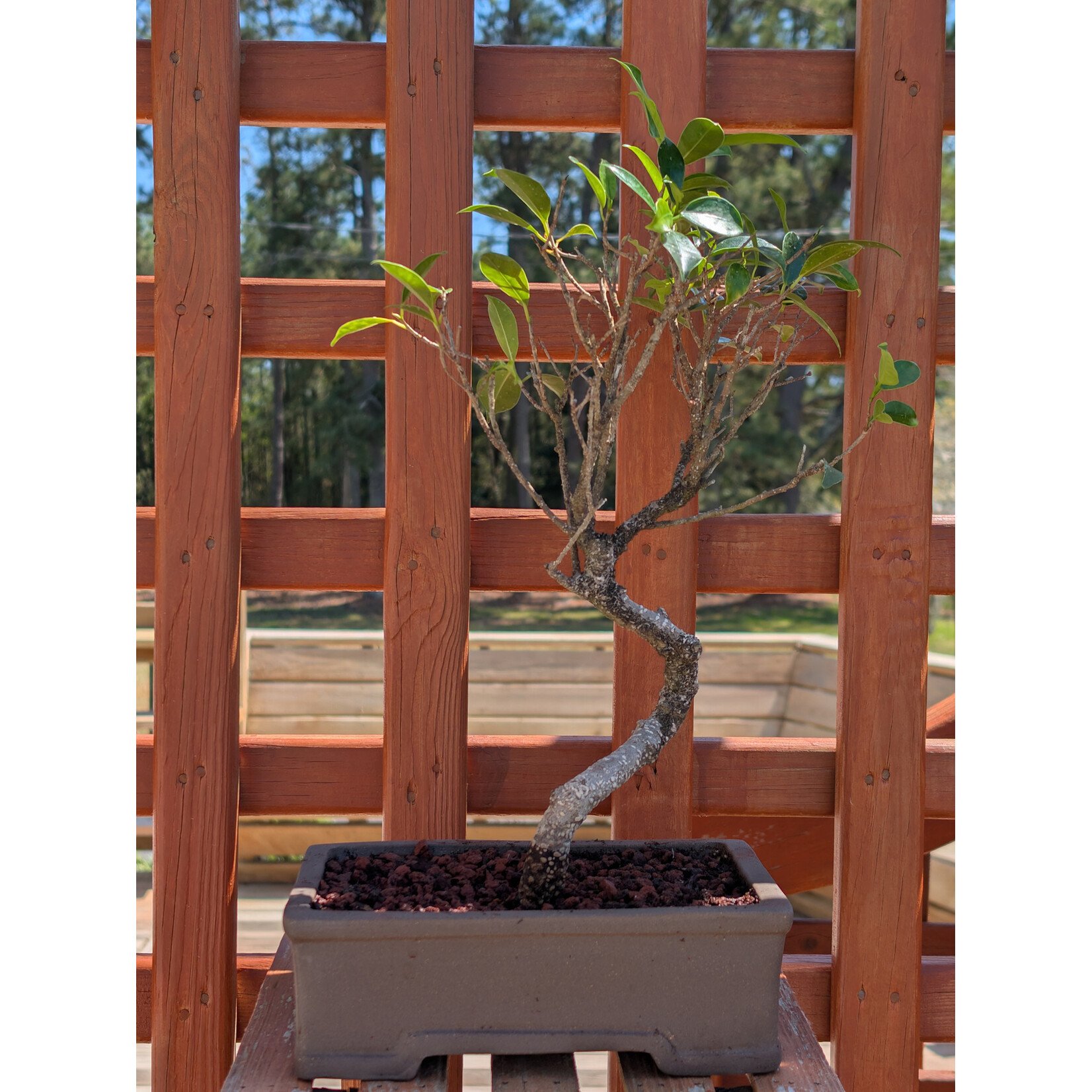 Ficus, 8" Fine Unglazed Pot