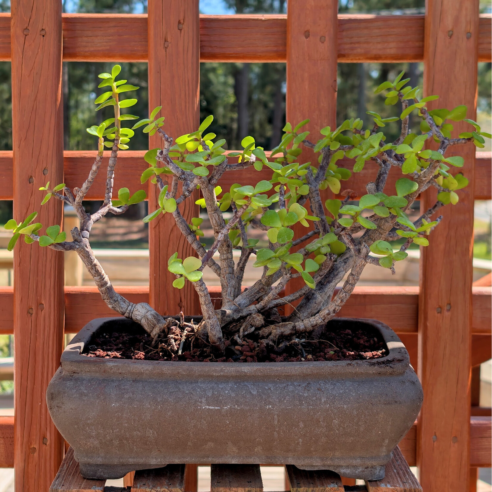Forest Style - Dwarf Jade Bonsai, Fine Ceramic Pot