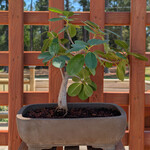 Young Green Mound Ficus, Fine Unglazed Pot
