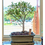 Sunshine Tropical Gardens Ficus Nerifolia Bonsai, 10" Pot