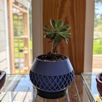 Elson Planter  - Succulent