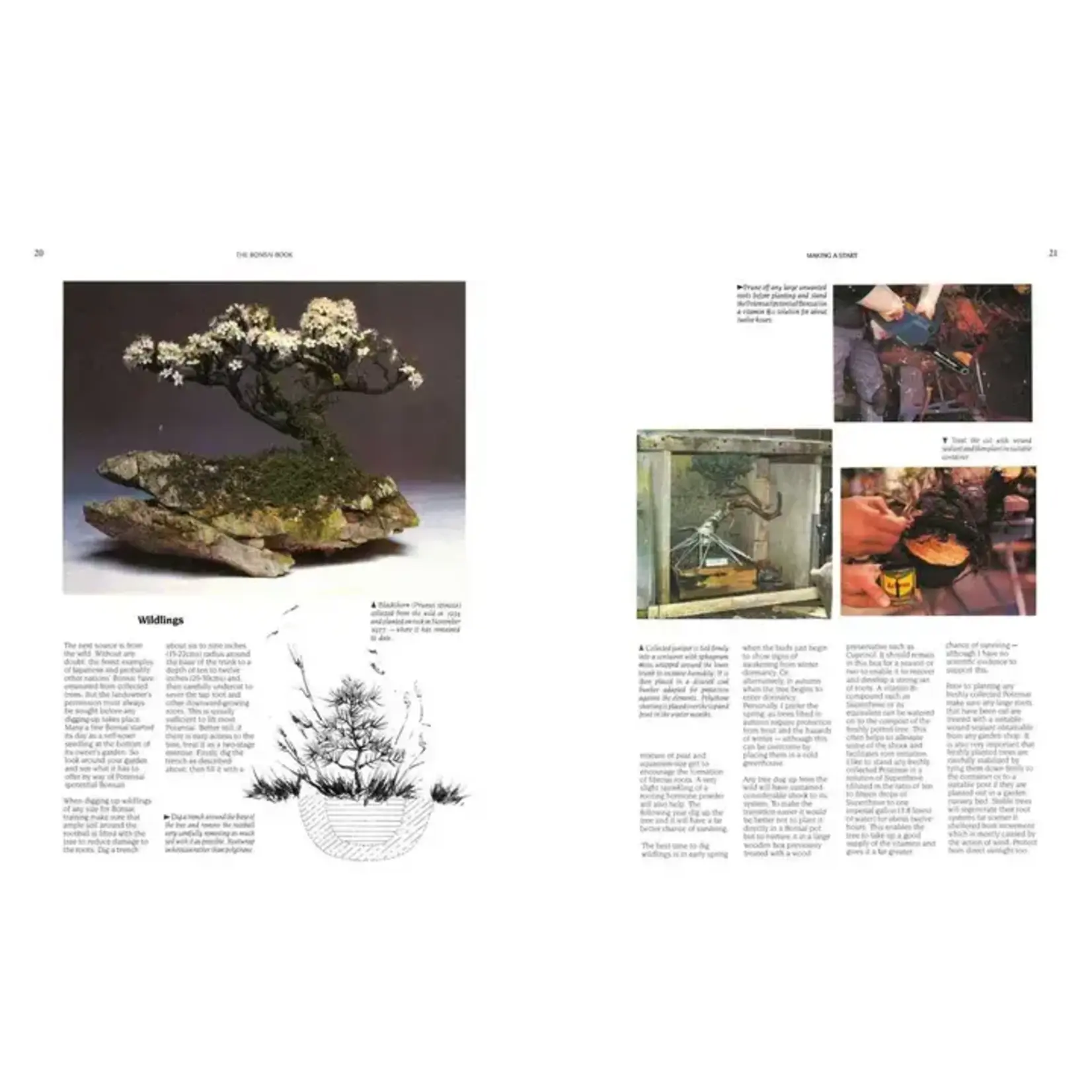 Simon & Schuster Bonsai Book By Dan Barton