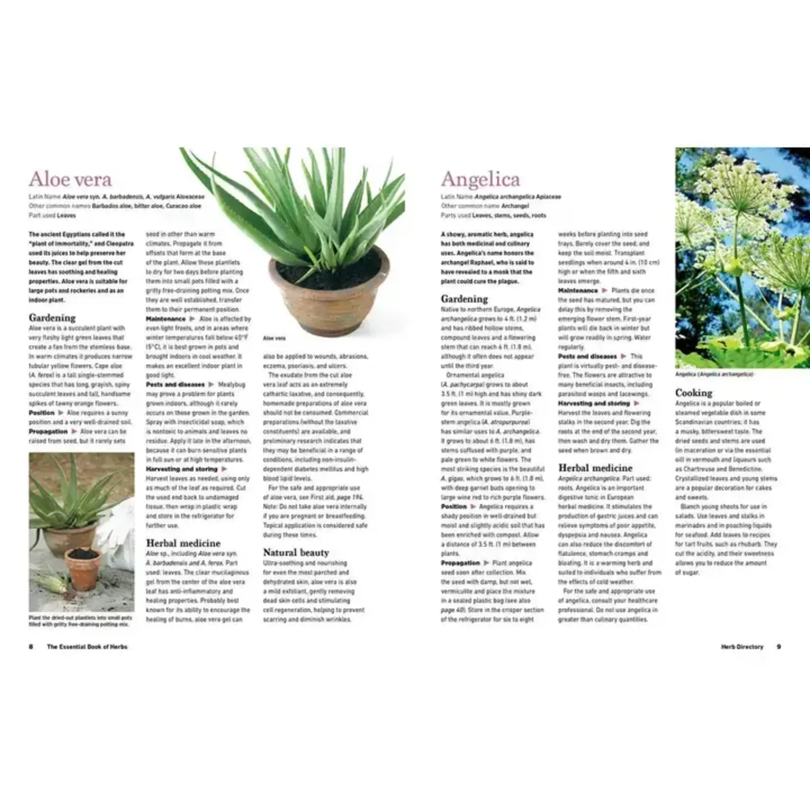 Simon & Schuster Reader's Digest the Essential Book of Herbs