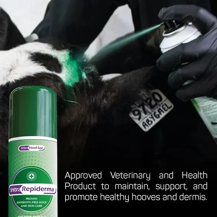 Repiderma Spray (12/Case)