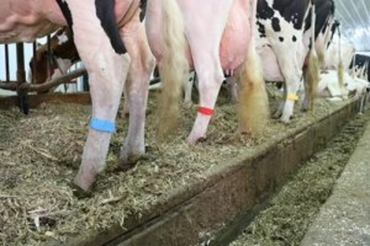 Bocks Multi-Loc Plastic Leg Bands