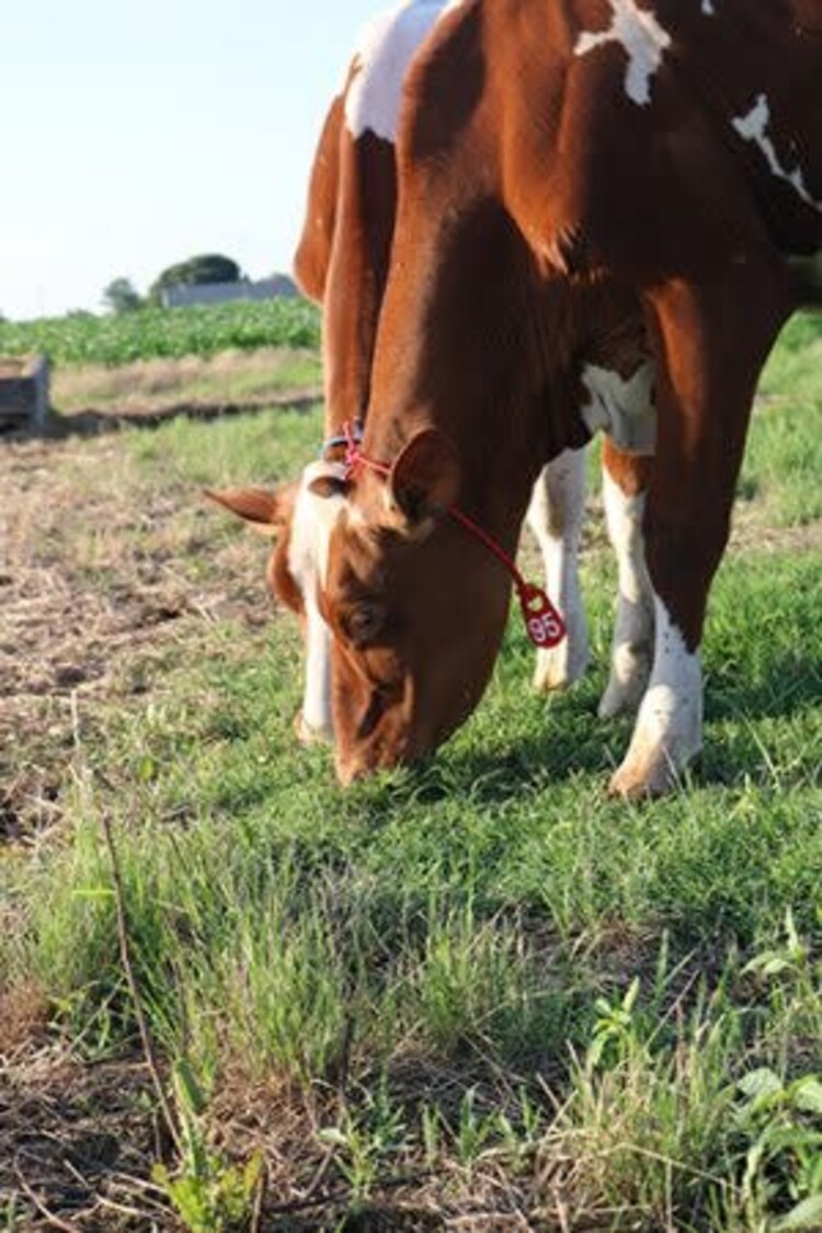 Bocks Neck Tag Tufflon