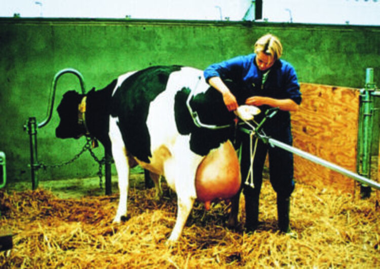 Vink Vink - Calf Puller 180cm