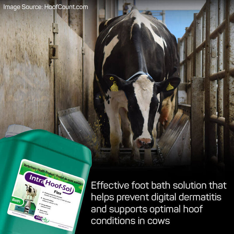IntraCare Hoof Sol Bath Flex (For Automatic Footbath)