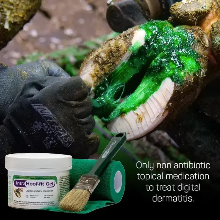 IntraCare Hoof-Fit Gel - Squeezable (12/Case)