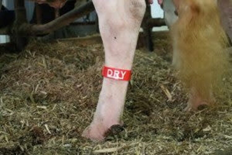 Bocks Multi-Loc Plastic Leg Bands - Worded Hot Stamp -