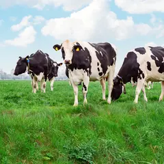 Dairy & Farm Supplies