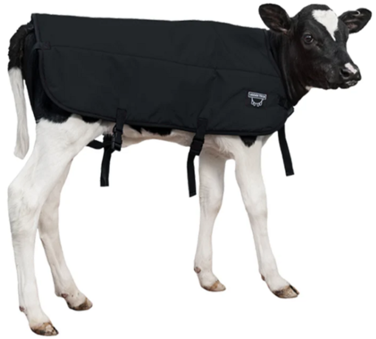 Calf Blanket / Calf Jacket - Large - Black - Double Insulation