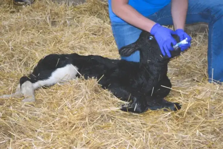 TechMix Calf Perk - 15mL Tube