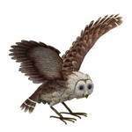 Regal Art & Gift Barn Owl - Wings Up