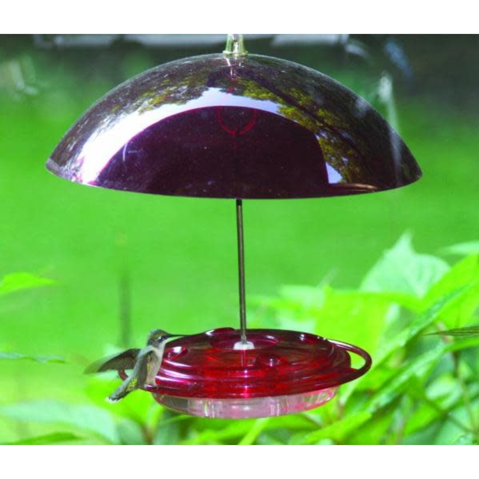 Hummer Dome  Hummingbird Feeder 8 oz