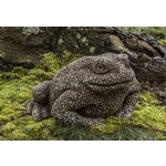 Campania Forest Toad