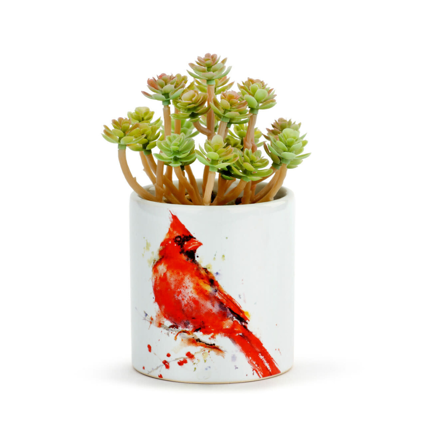 Dean Crouser Cardinal Succulent