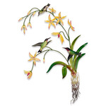 Hummingbird Branch Med