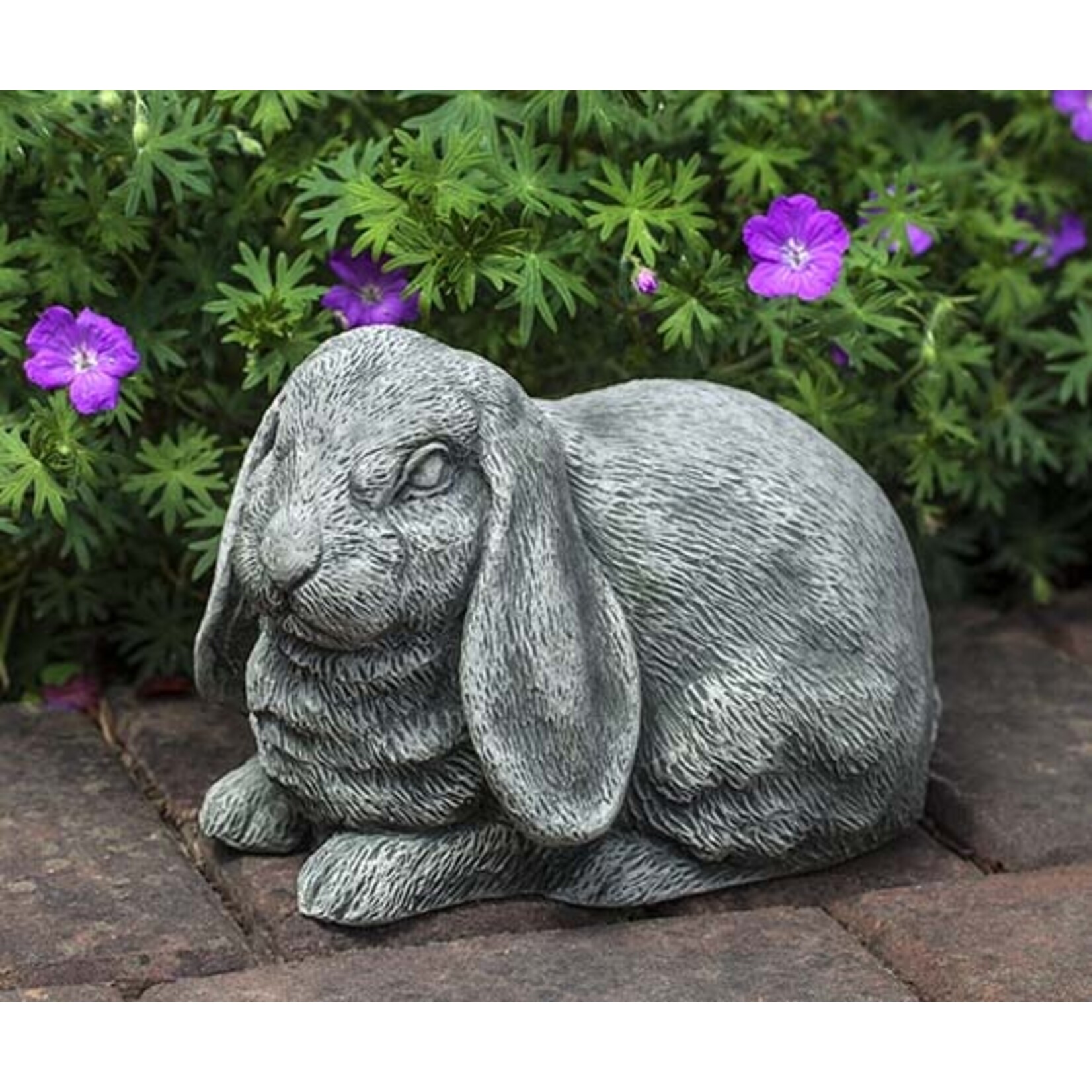 Campania Lop Eared Bunny