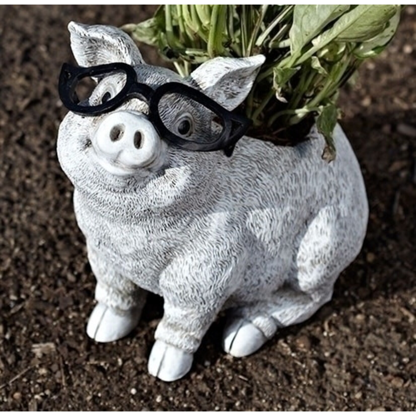 Pig Planter Silly Spectacles