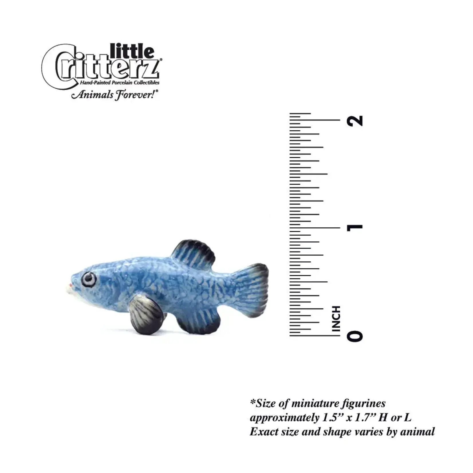 Little Critterz Devils Hole Pupfish