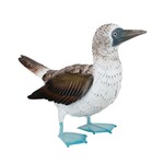 Regal Art & Gift Blue Footed Booby  Décor