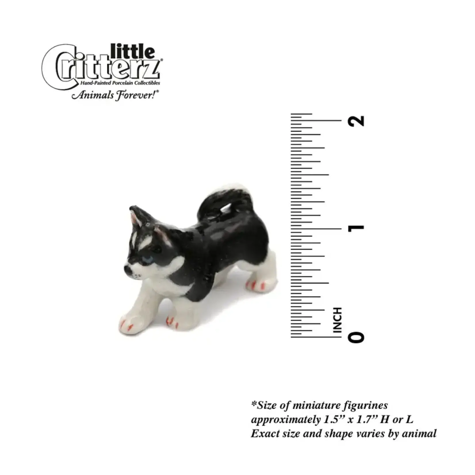 Little Critterz Siberian Husky "Bering"