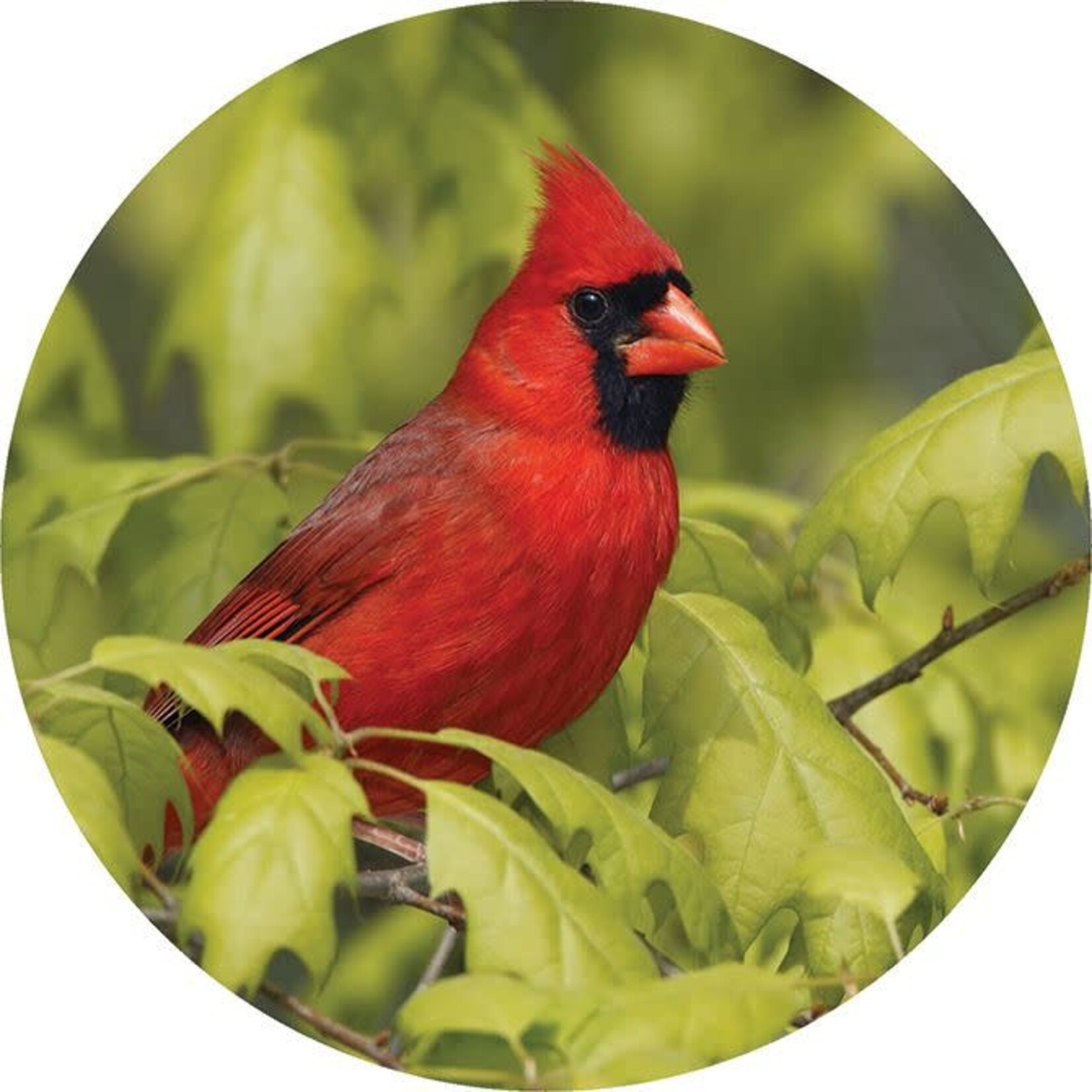 Cardinal Car Coaster