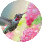 Hummingbird Flower Car Coaster
