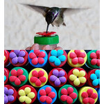 Hummingbird Nectar Dot Feeder