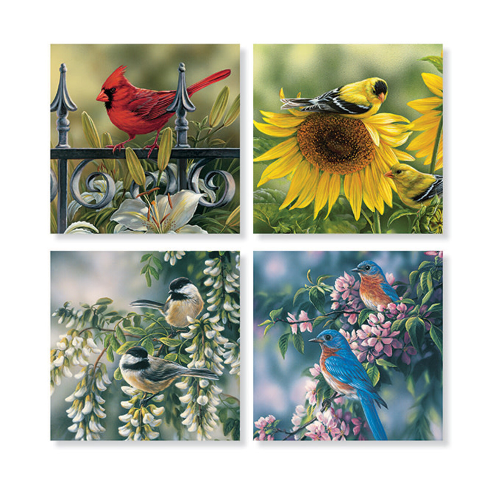 Mixed Bird Coaster Set