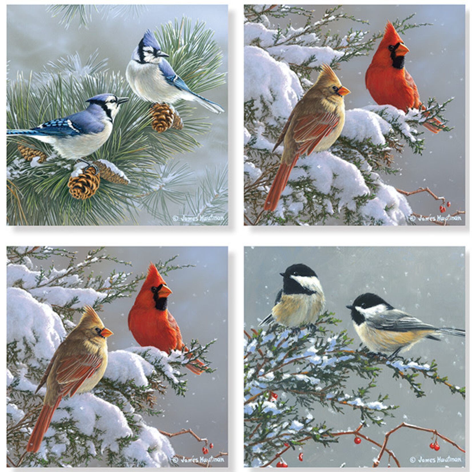Winter Birds on Pine Square House Coaster Set